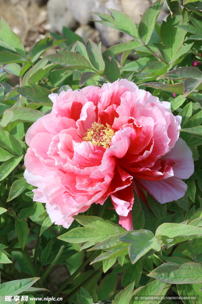 牡丹花 