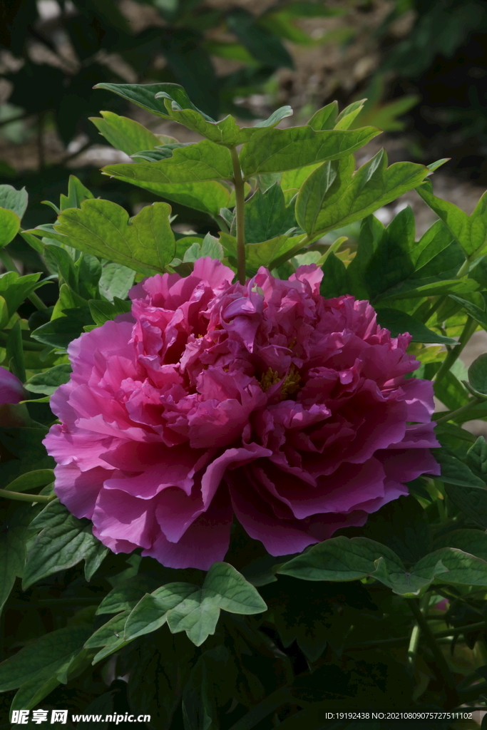牡丹花
