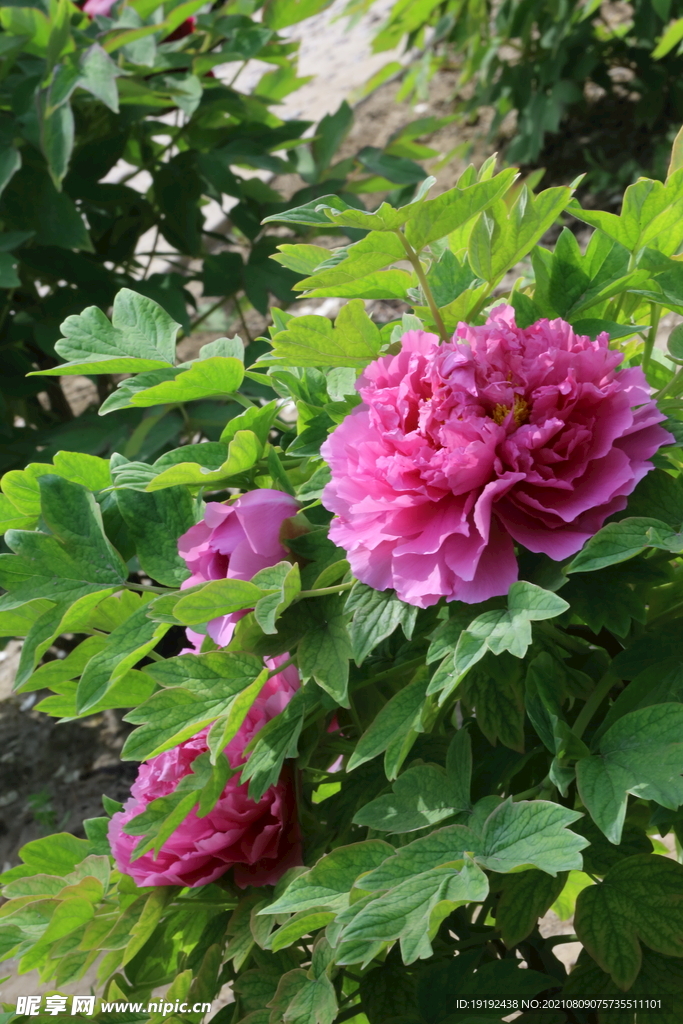 牡丹花