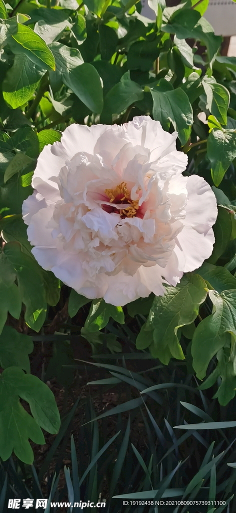 牡丹花