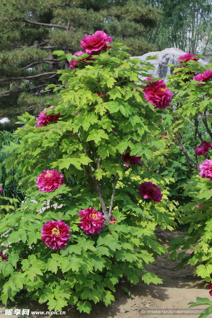 牡丹花