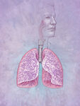 健康的肺