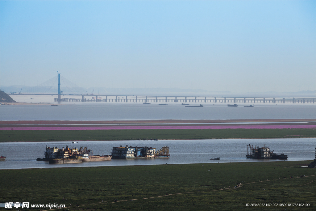 鄱阳湖蓼子花