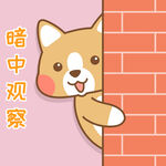 柯基小布