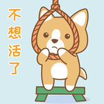 柯基小布