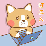 柯基小布 