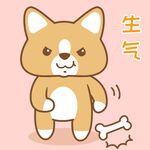 柯基小布