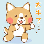 柯基小布 