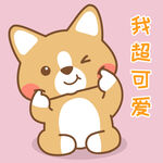 柯基小布 