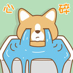 柯基小布 