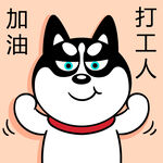 哈士奇工作          