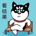 哈士奇工作          