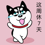 哈士奇工作          
