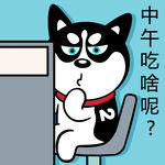 哈士奇工作          