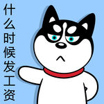 哈士奇工作          