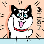 哈士奇工作          
