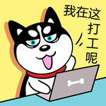 哈士奇工作          