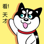 哈士奇工作 
