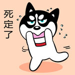 哈士奇工作          