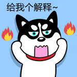 哈士奇工作          