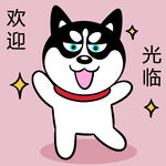 哈士奇工作          