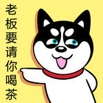 哈士奇工作          
