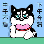 哈士奇工作          