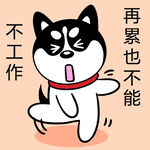 哈士奇工作          