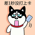 哈士奇工作          