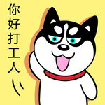 哈士奇工作          