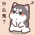 哈士奇小胖          