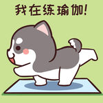 哈士奇小胖          