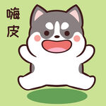 哈士奇小胖          