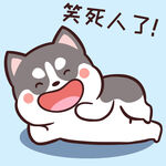 哈士奇小胖          
