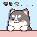 哈士奇小胖          