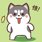 哈士奇小胖          