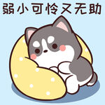 哈士奇小胖          