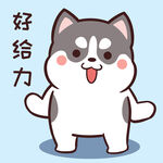 哈士奇小胖          