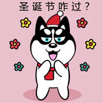 哈小齐圣诞          