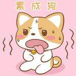 柯基布布           