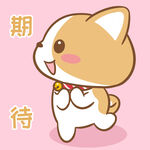 柯基布布           