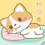 柯基布布           