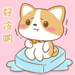 柯基布布           