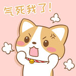 柯基布布           
