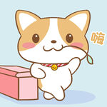 柯基布布           