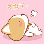柯基布布           