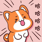 柯基小甜甜          