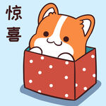 柯基小甜甜          