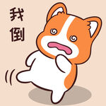 柯基小甜甜          