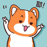 柯基小甜甜          